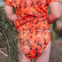 Bella Collection Single Row Day Nappy OSFM